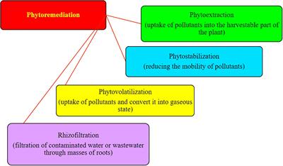 Phytoremediation technologies and their mechanism for removal of heavy metal from contaminated soil: An approach for a sustainable environment